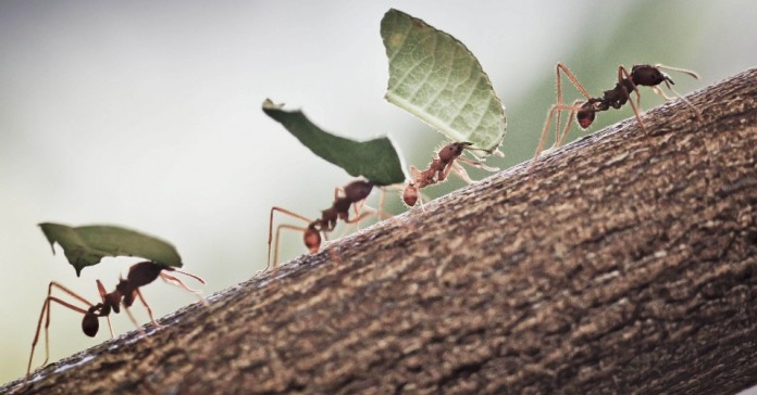 As formigas e o ciclo da vida