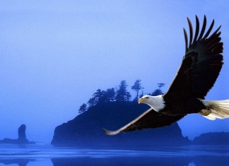 A fabulosa história da águia renovada