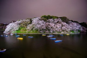 asomadetodosafetos.com - 17 imagens de cerejeiras japonesas captadas pela National Geographic