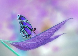 A borboleta no casulo (a lição da borboleta)
