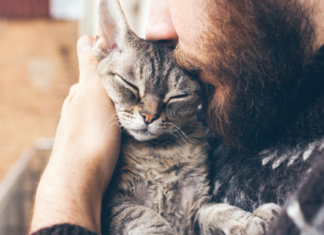 A ciência prova: gatos são terapeutas holíticos e reduzem riscos de ataques cardíacos