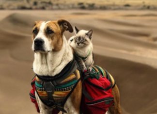 A amizade perfeita entre um cão e um gato em imagens inacreditáveis