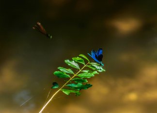A lenda da borboleta azul