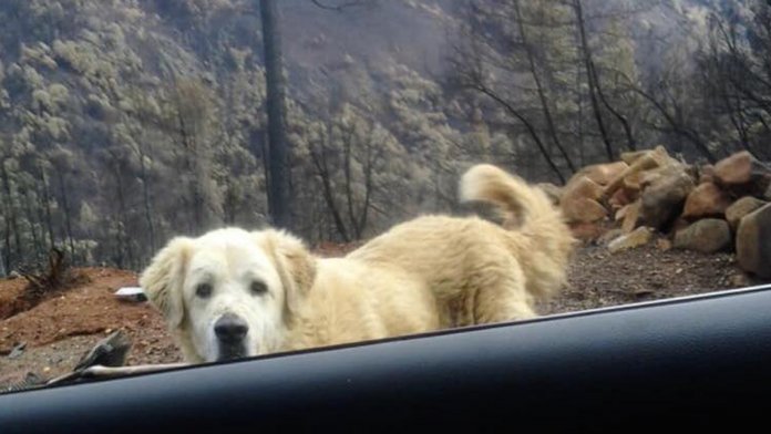 Cão sobreviveu aos incêndios na Califórnia e esperou por seus donos por um mês em sua casa destruída