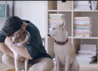 Vídeo mostra a reação dos cães de rua ao serem abraçados por jovem. Tente não se emocionar