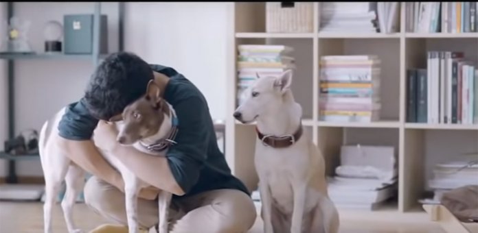 Vídeo mostra a reação dos cães de rua ao serem abraçados por jovem. Tente não se emocionar