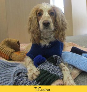 asomadetodosafetos.com - Vovó amante de animais tricotou mais de 400 cobertores e coletes para cães abandonados
