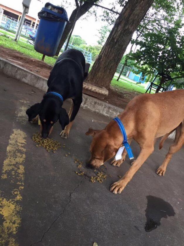 asomadetodosafetos.com - Posto de gasolina adota como "funcionários" três cães de rua que viviam no local