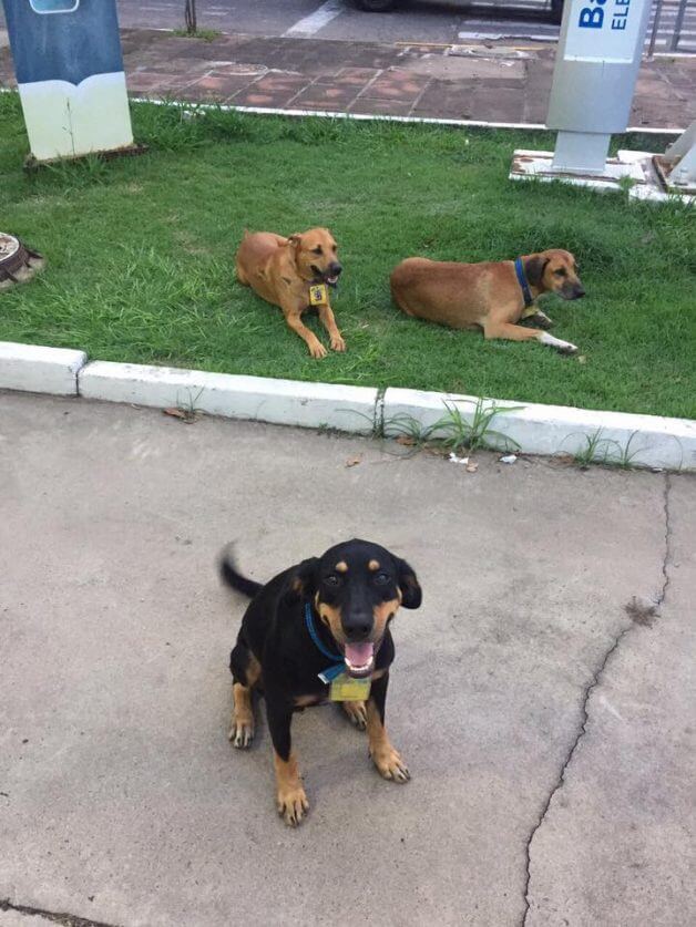 asomadetodosafetos.com - Posto de gasolina adota como "funcionários" três cães de rua que viviam no local