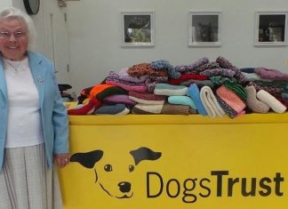 Vovó amante de animais tricotou mais de 400 cobertores e coletes para cães abandonados