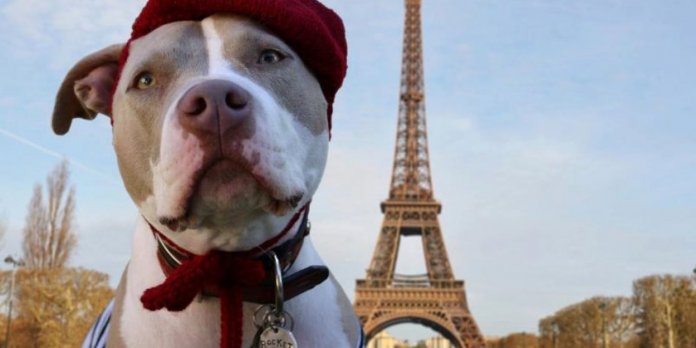 Governo francês dá aos cães e gatos os direitos de um ser vivo. Eles não serão mais considerados um “objeto”