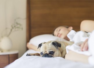 Por que os cães não podem dormir na cama?