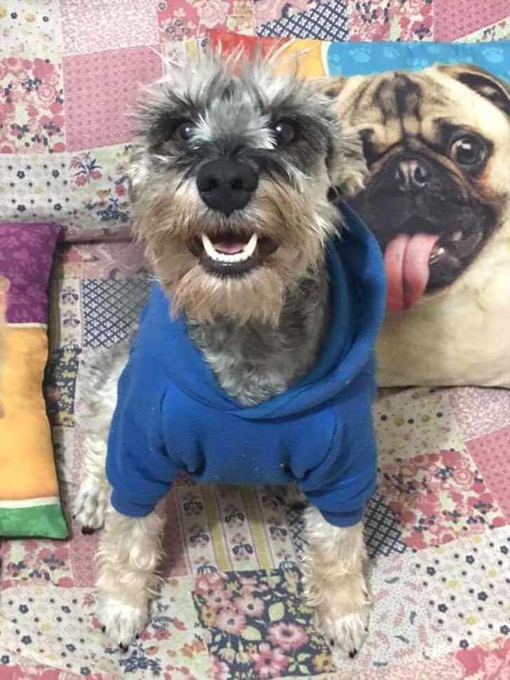 asomadetodosafetos.com - Cão resgatado faz racionamento da própria ração. Apesar de ganhar muito amor, ele não quer passar fome de novo