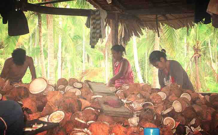 contioutra.com - Eles criaram paletes de coco que podem economizar 200 milhões de árvores por ano