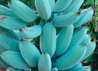 Conheça a Blue Java, a banana azul com textura de sorvete e sabor de baunilha