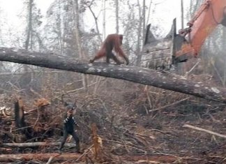 Orangotango luta contra escavadeira para salvar sua floresta de desmatamento