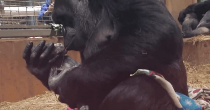 Mamãe gorila beija o filho a que acaba de dar à luz e emociona as redes sociais