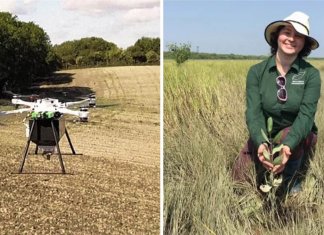 Com drones, eles liberam sementes de árvores para restaurar as florestas. Eles podem plantar até 400 mil por dia