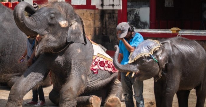 “Dumbo” da vida real é forçado a dançar em zoológico tailandês