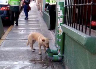 Não haverá mais animais famintos nas ruas. Polícia monta dispensadores de alimentos no Peru