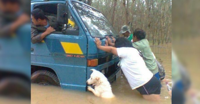 O caminhão estava afundando no meio de uma chuva forte e o cachorro sabia disso. Ele empurrou com toda a força