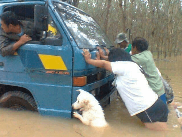 contioutra.com - O caminhão estava afundando no meio de uma chuva forte e o cachorro sabia disso. Ele empurrou com toda a força