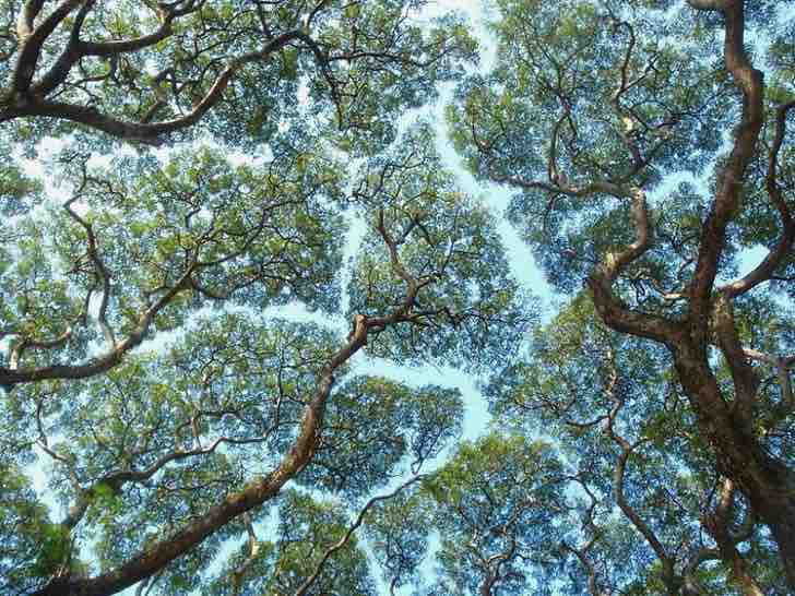 asomadetodosafetos.com - O plantio de 1 bilhão de árvores reverteria uma década de mudança climática. O melhor plano para o planeta