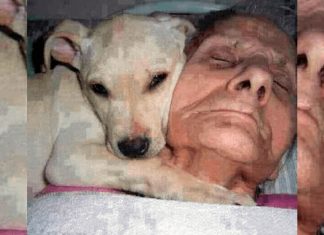 Este cachorro ficou com o seu dono idoso, que estava em coma, até ele acordar