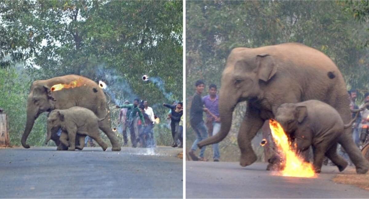 asomadetodosafetos.com - Uma mãe elefante e seu bebê fogem de bombas de fogo lançadas por humanos.