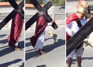 Cãozinho ganha notoriedade ao tentar defender Jesus contra soldados romanos em encenação da Via Sacra