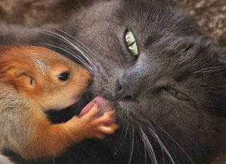 Gata adota quatro esquilos órfãos, e as fotos são puro amor (e tem vídeo!!!)