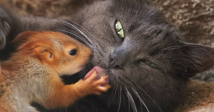 Gata adota quatro esquilos órfãos, e as fotos são puro amor (e tem vídeo!!!)