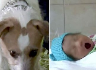 O herói do dia! Cãozinho salva bebê que tinha sido abandonada na mata