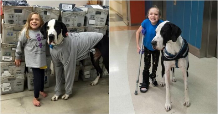 9 cirurgias não conseguiram fazê-la andar, até que um Dogue Alemão entrou em sua vida e ela conseguiu