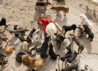 Milionário chinês gastou toda a sua fortuna salvando cães do comércio de carne
