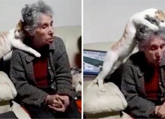 Idosa foi diagnosticada com demência e o seu gato não para de lhe acariciar a cabeça