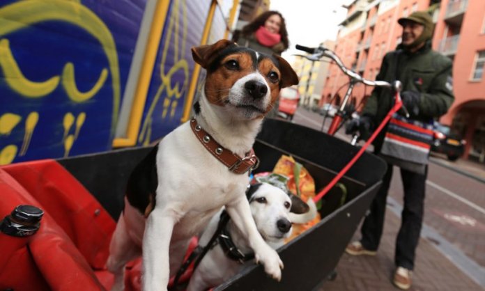 Holanda se torna o primeiro país sem cães abandonados
