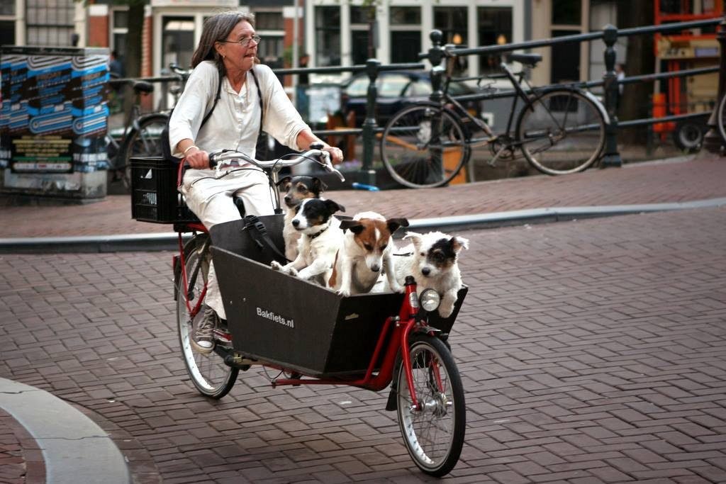 asomadetodosafetos.com - Holanda se torna o primeiro país sem cães abandonados
