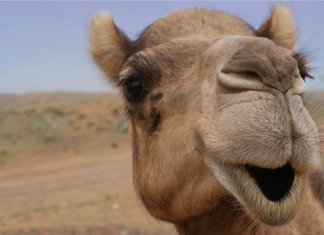 “Caro pra camelo”