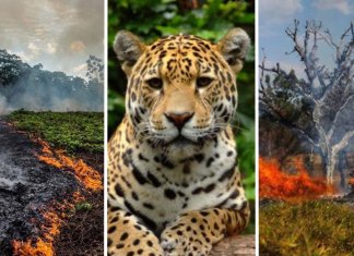 Amazônia pode levar 200 anos para se recuperar dos recentes incêndios