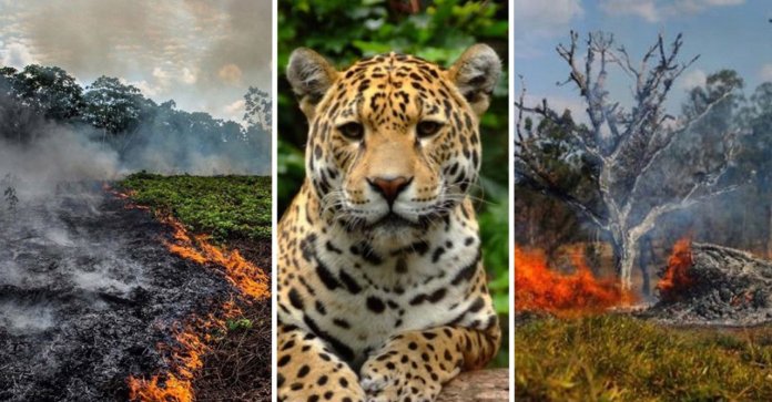 Amazônia pode levar 200 anos para se recuperar dos recentes incêndios