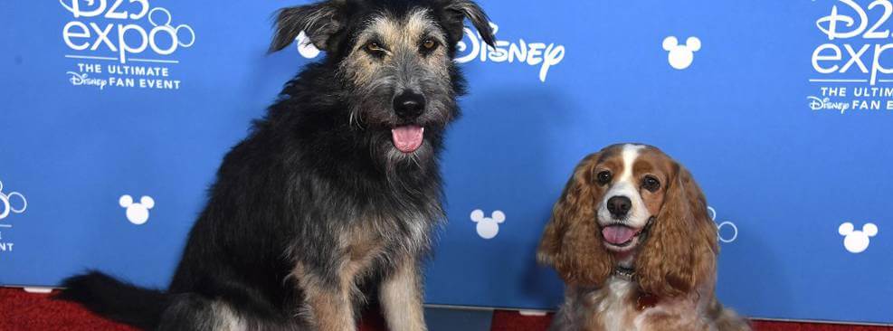 A Dama e o Vagabundo: Cão de nova live-action da Disney escapou da morte em  abrigo