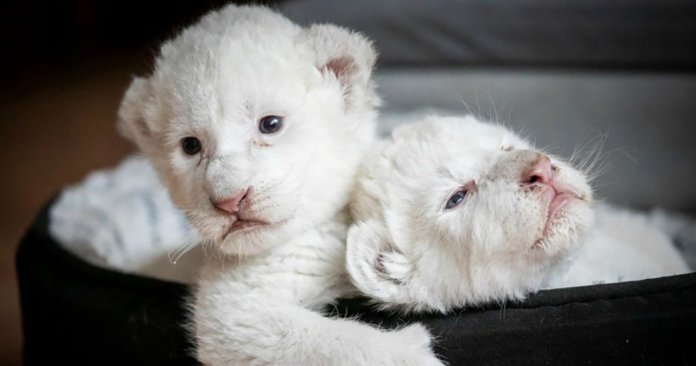 Dois raros leões brancos nasceram em um santuário francês de proteção animal e estão lindos