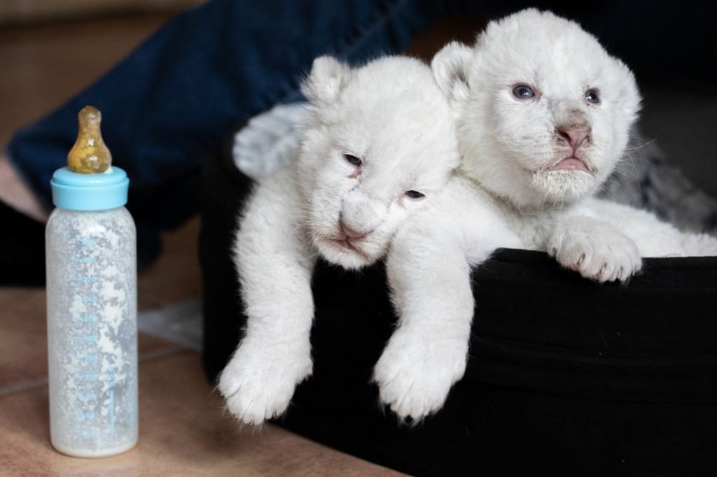 asomadetodosafetos.com - Dois raros leões brancos nasceram em um santuário francês de proteção animal e estão lindos