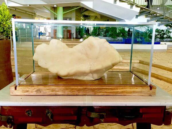 asomadetodosafetos.com - Encontrada a maior pérola do mundo: ela vale 100 milhões de dólares e é incrível