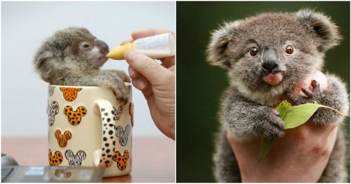 Esta proposta permite você “adotar um coala” para salvá-lo da extinção