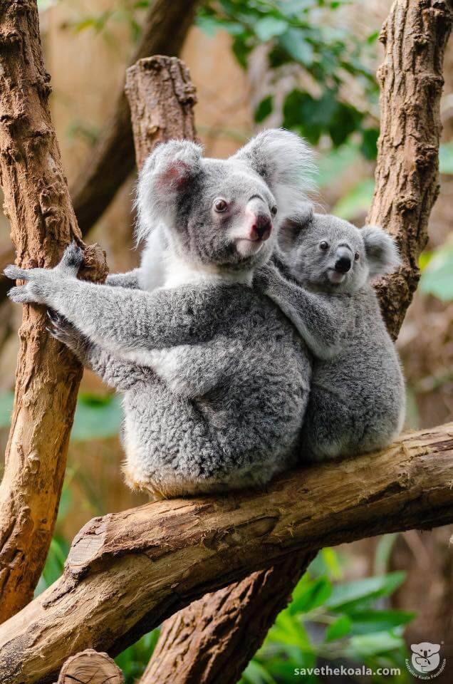 asomadetodosafetos.com - Esta proposta permite você "adotar um coala" para salvá-lo da extinção