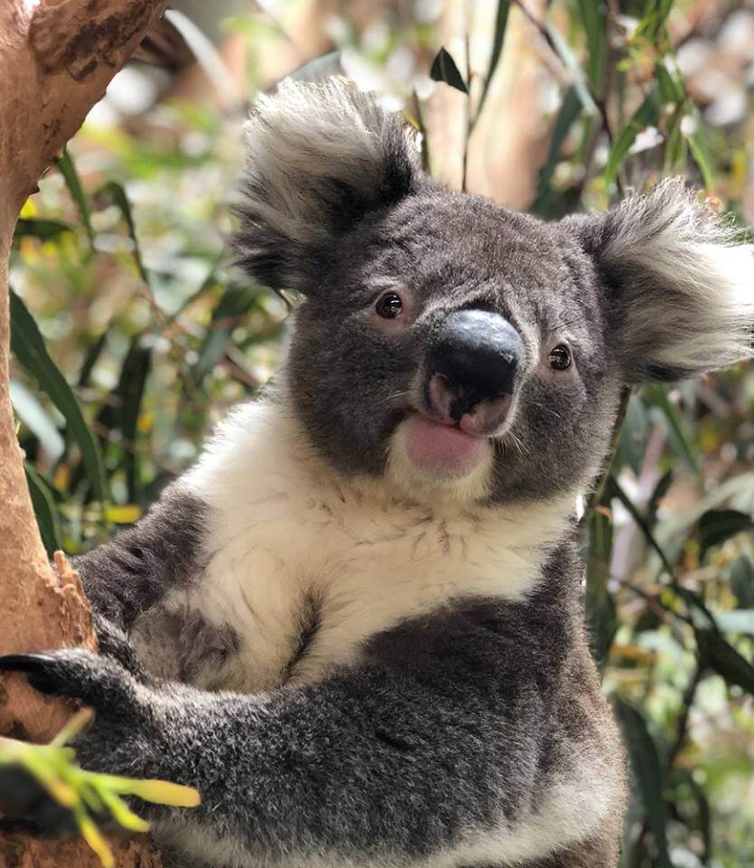 asomadetodosafetos.com - Esta proposta permite você "adotar um coala" para salvá-lo da extinção