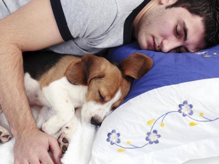 asomadetodosafetos.com - Estudo confirma: dormir com o seu cão reduz o estresse e a pressão sanguínea