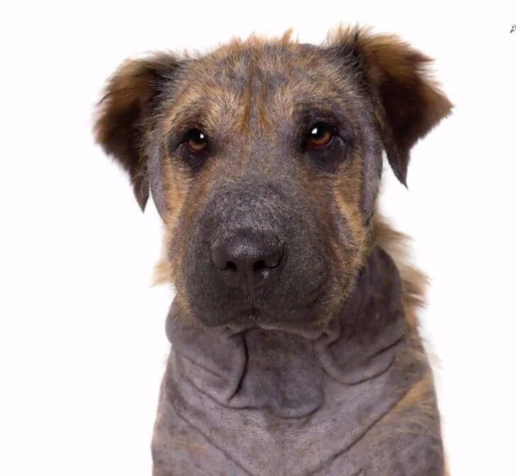 asomadetodosafetos.com - Fotógrafa faz ensaio com cães "imperfeitos". Ter uma deficiência os torna ainda mais especiais